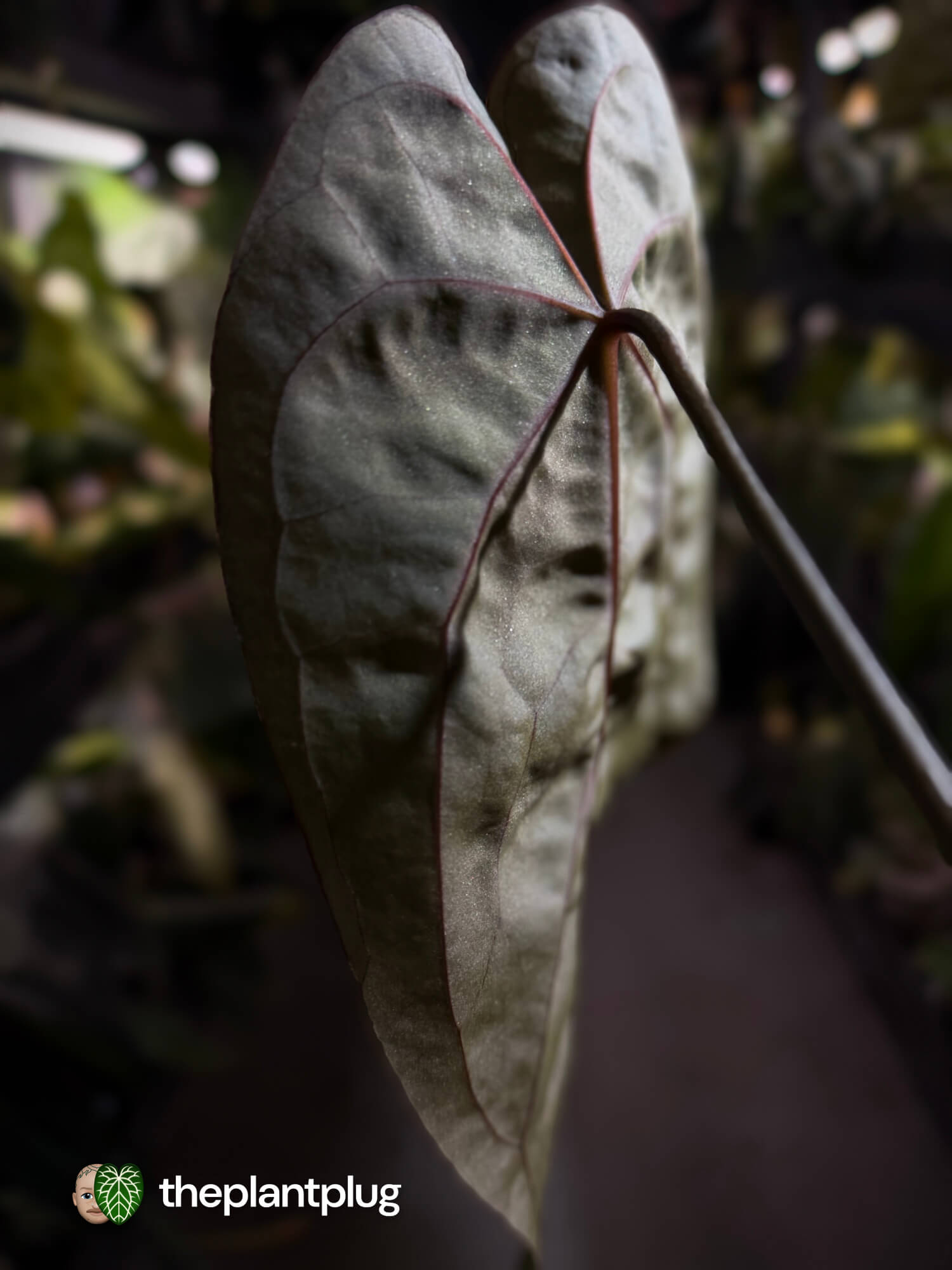 Anthurium #WaddleNOID x papillilaminum