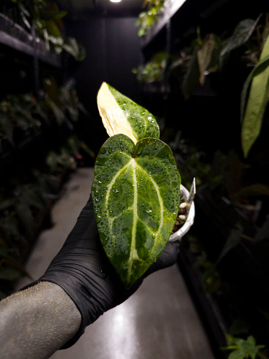 Anthurium forgetii hybrid • variegated