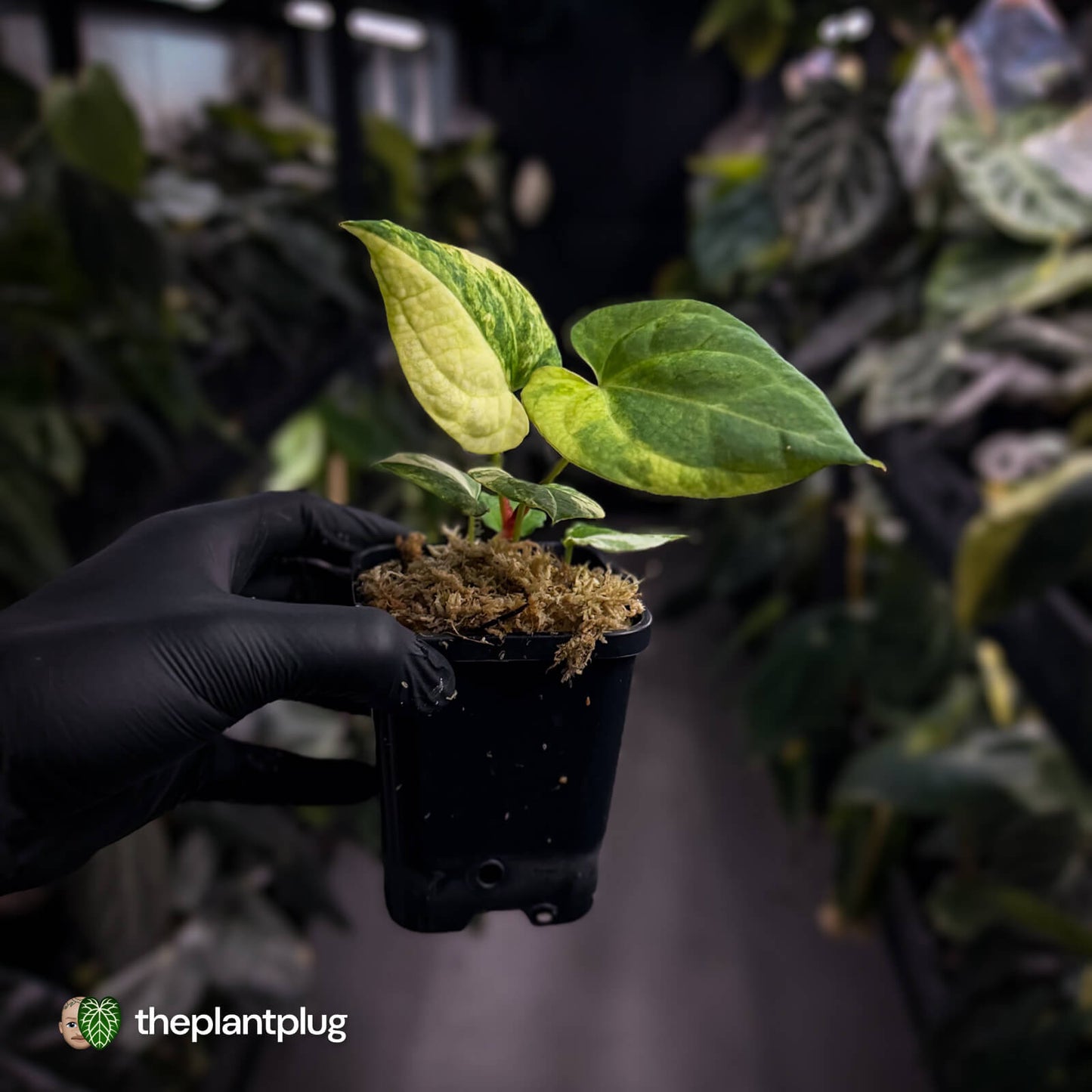 Anthurium pap hybrid x pap hybrid • variegated  🌟