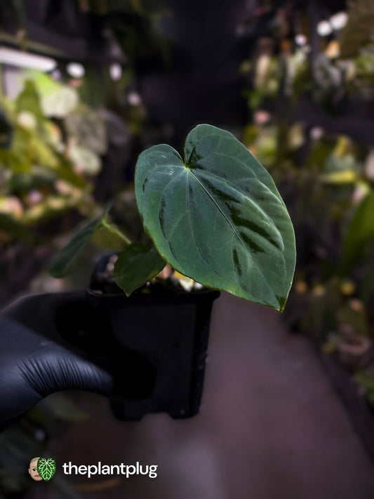 Anthurium kunayalense x antolakii / 'bvep' • First release 🔥