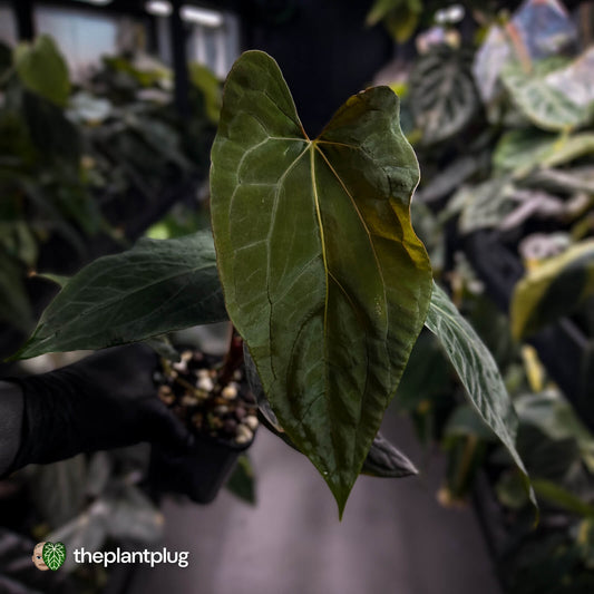 Anthurium papillilaminum 'RLFS' x 'RL' s1