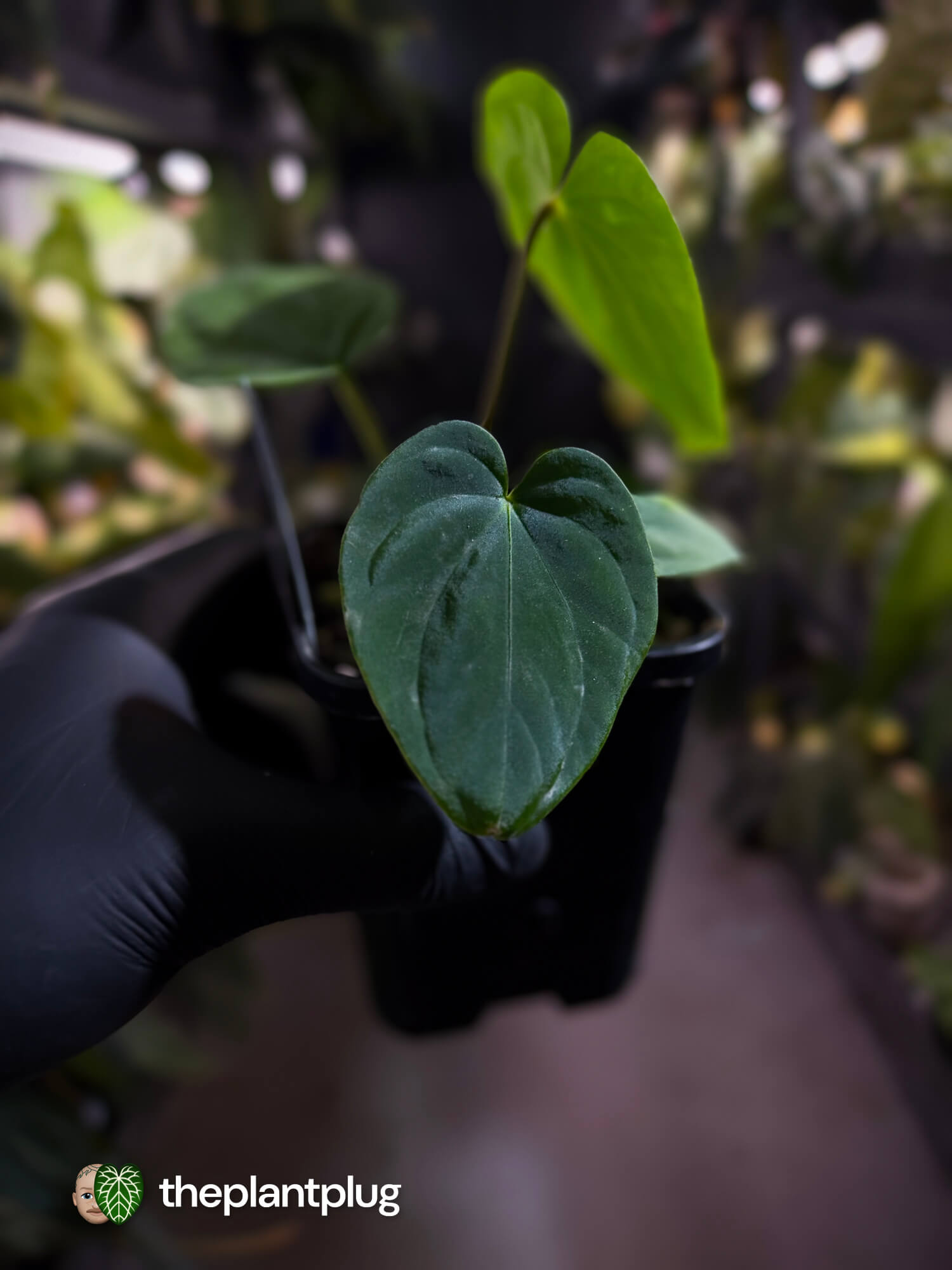 Anthurium kunayalense x antolakii / 'bvep' • First release 🔥