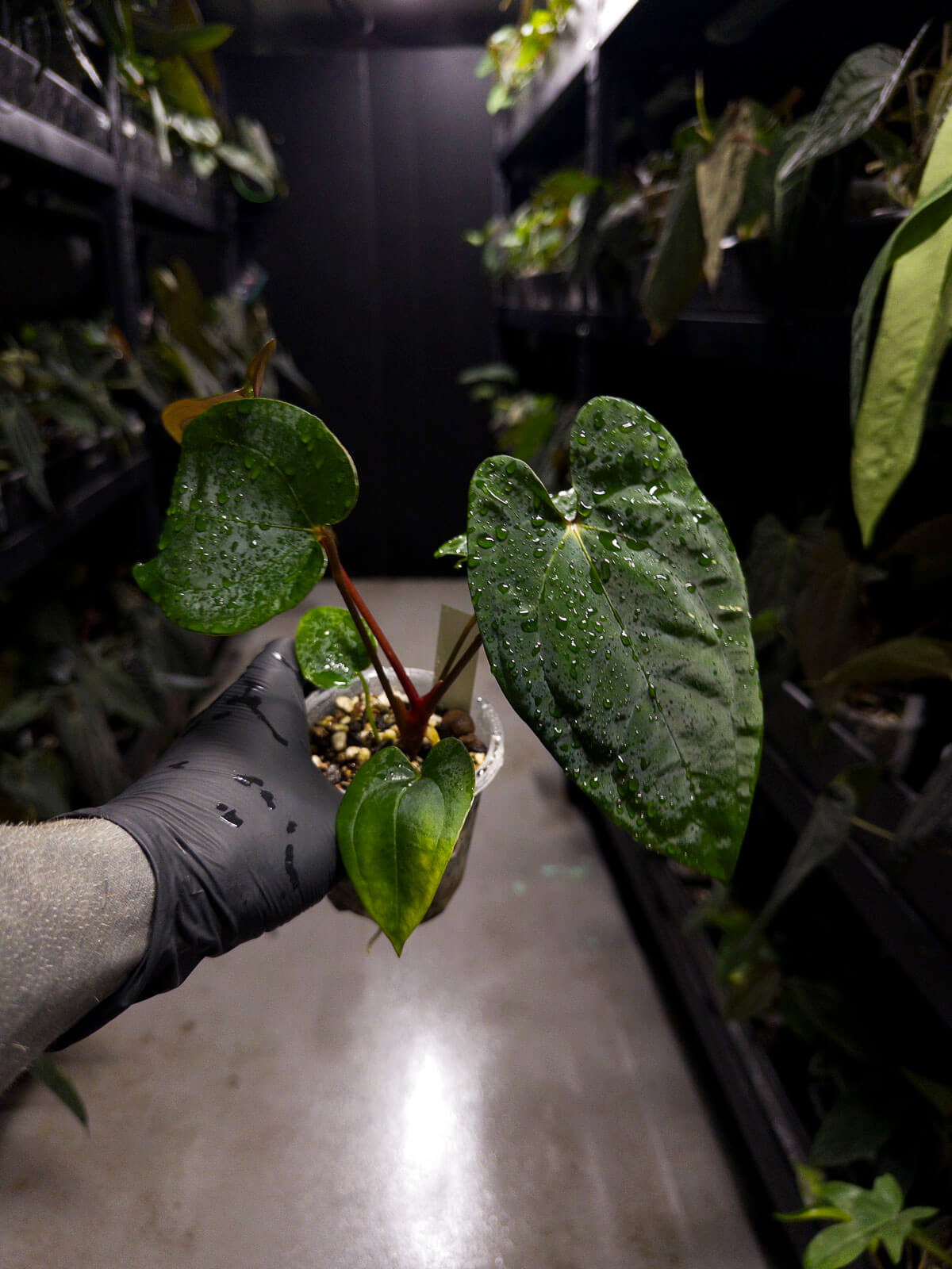 Anthurium papillilaminum 'RA6' x 'RVDP'