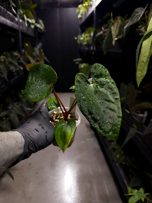 Anthurium papillilaminum 'RA6' x 'RVDP'