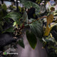 Anthurium papillilaminum 'RLFS' x 'RL' s1