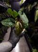 Anthurium papillilaminum 'RA6' x 'RVDP'