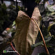 Anthurium papillilaminum 'RLFS' x 'RL' s1