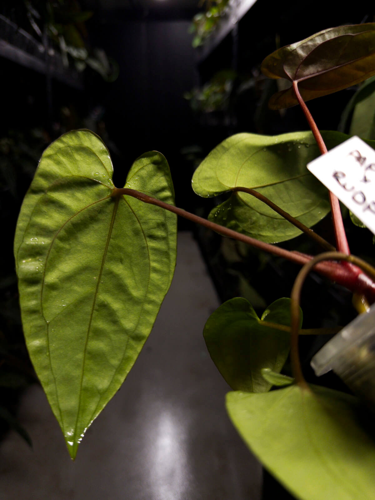 Anthurium papillilaminum 'RA6' x 'RVDP'