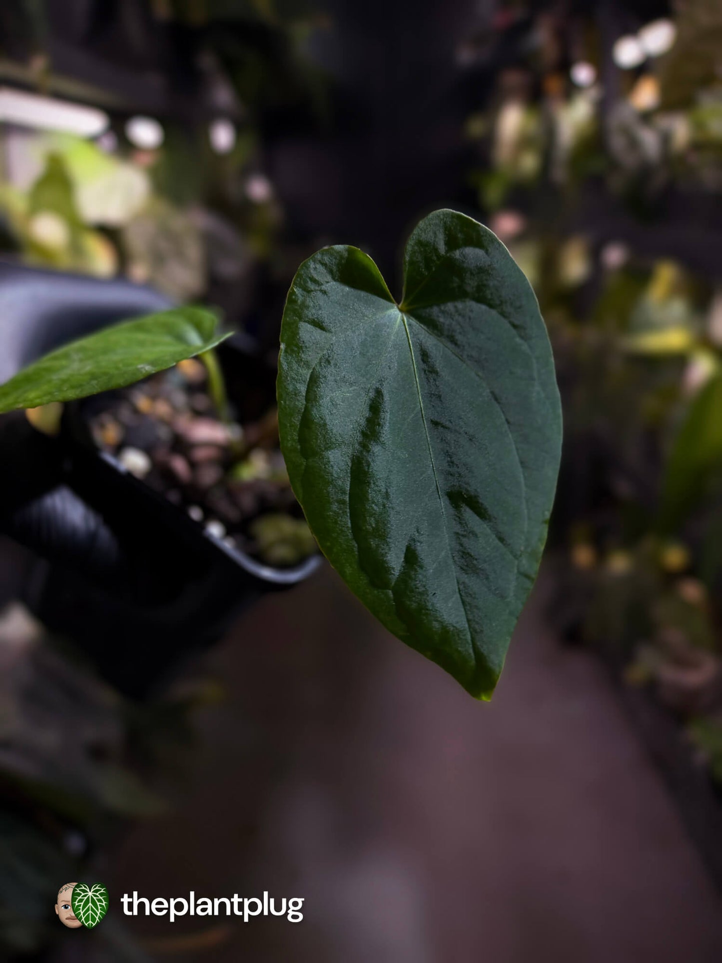 Anthurium kunayalense x antolakii / 'bvep' • First release 🔥