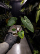 Anthurium papillilaminum 'RA6' x 'RVDP'