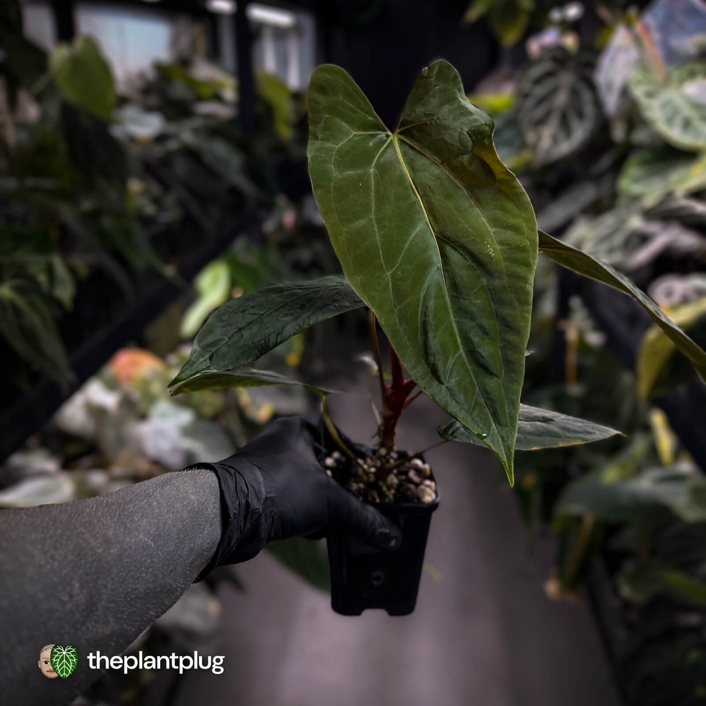 Anthurium papillilaminum 'RLFS' x 'RL' s1