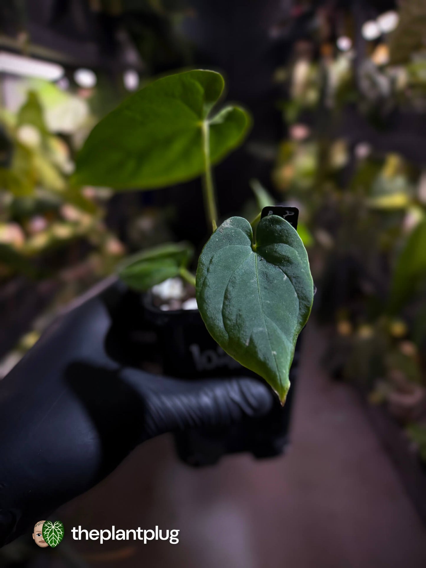 Anthurium kunayalense x antolakii / 'bvep' • First release 🔥