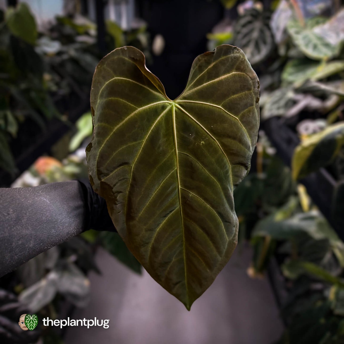 Anthurium papillilaminum x regale
