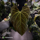 Anthurium papillilaminum x regale