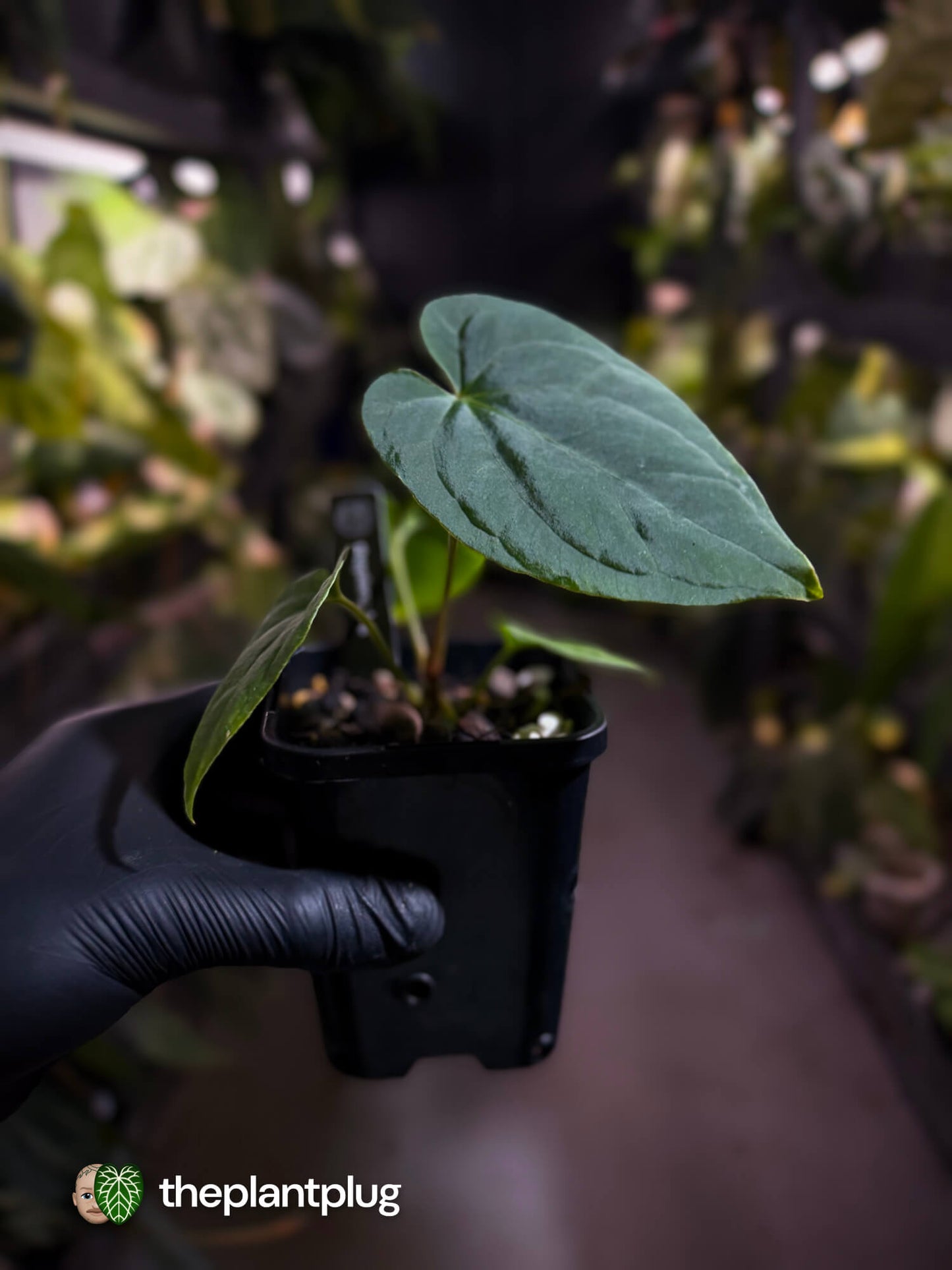 Anthurium kunayalense x antolakii / 'bvep' • First release 🔥