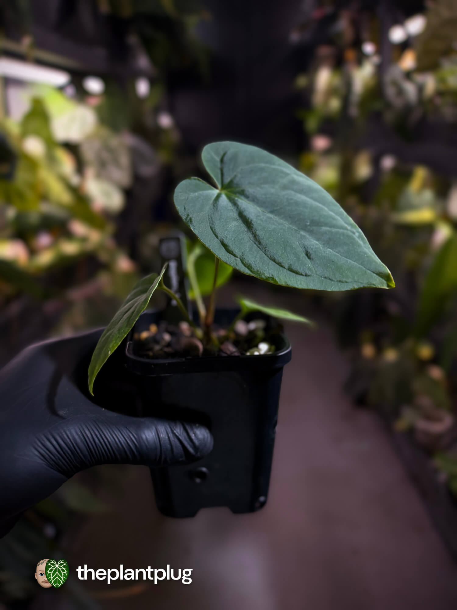 Anthurium kunayalense x antolakii / 'bvep' • First release 🔥