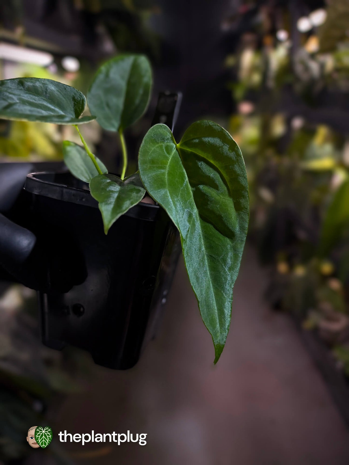 Anthurium ((pap x dress) x panamense) x (pap x dress) F1 (ex JS)