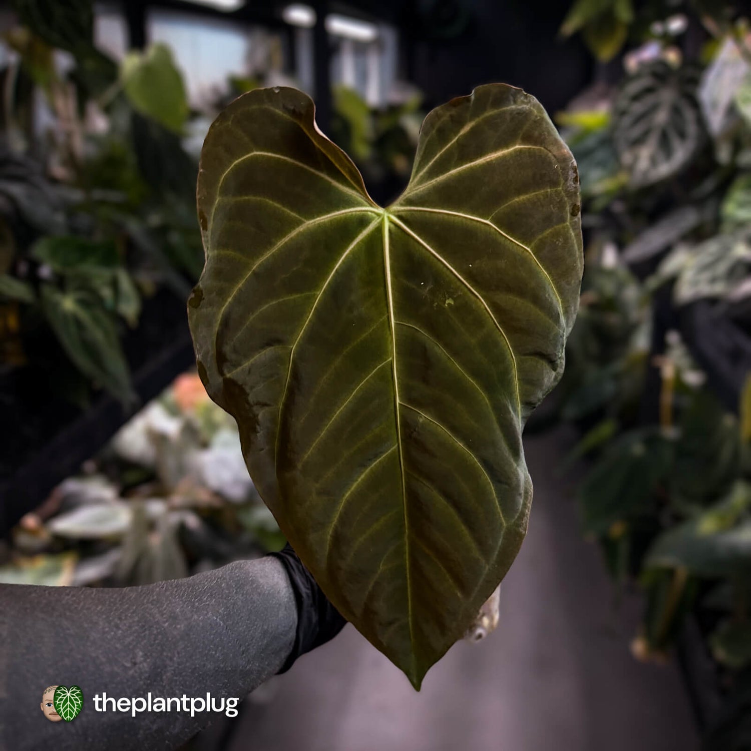 Anthurium papillilaminum x regale