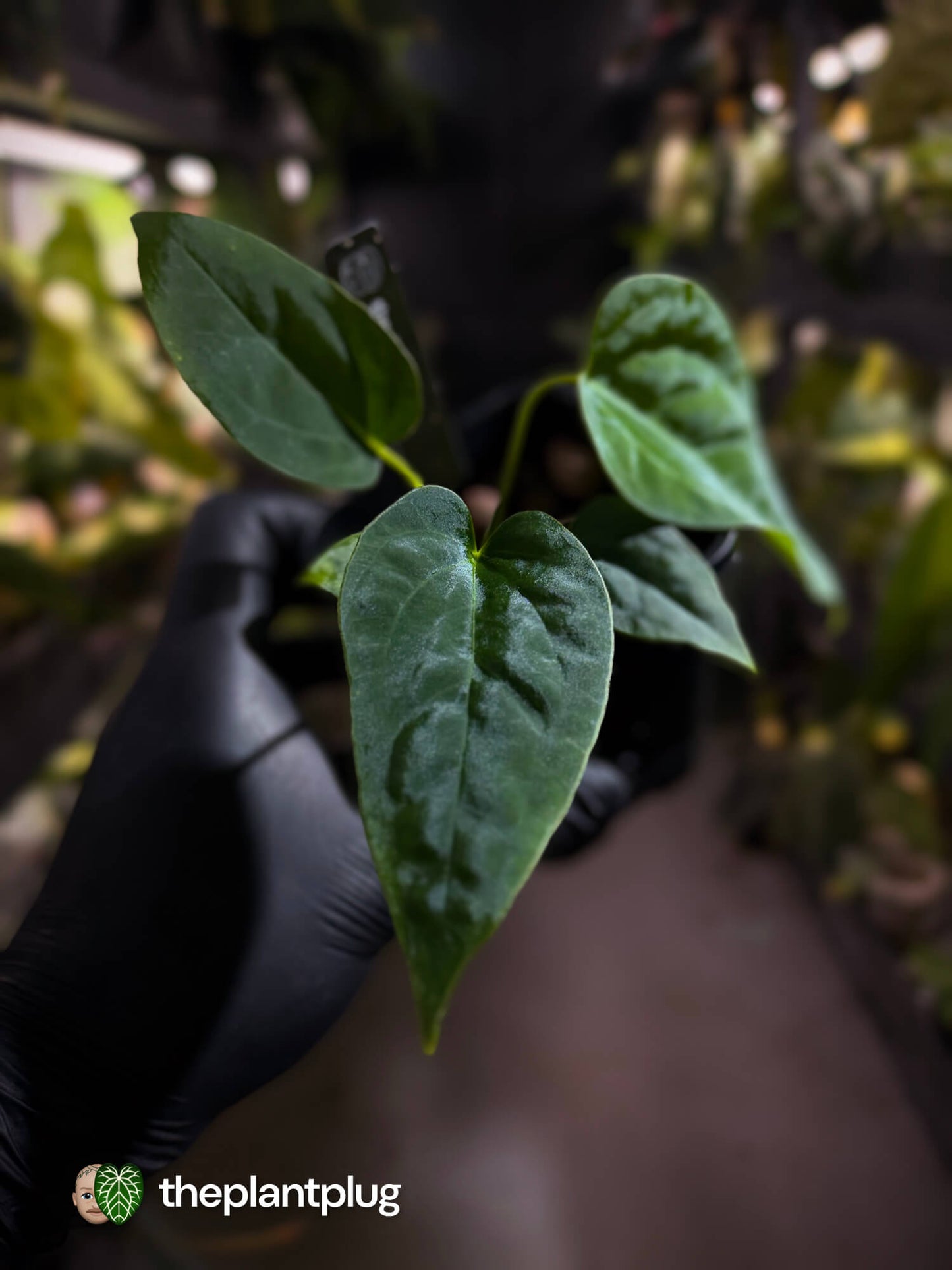 Anthurium ((pap x dress) x panamense) x (pap x dress) F1 (ex JS)