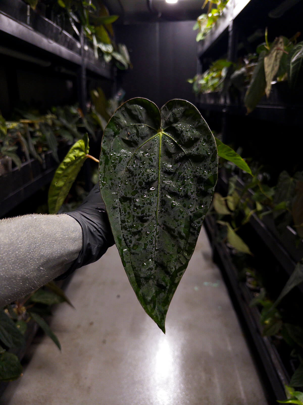 Anthurium #Beelzebub '3' • select holdback clone