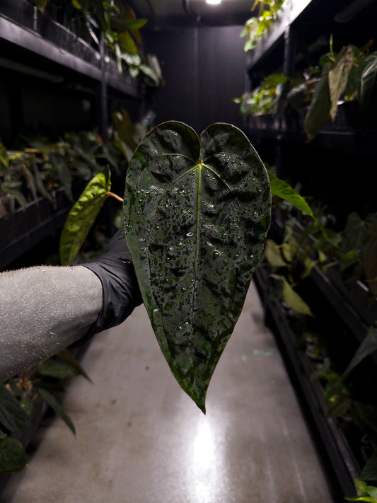 Anthurium #Beelzebub '3' • select holdback clone