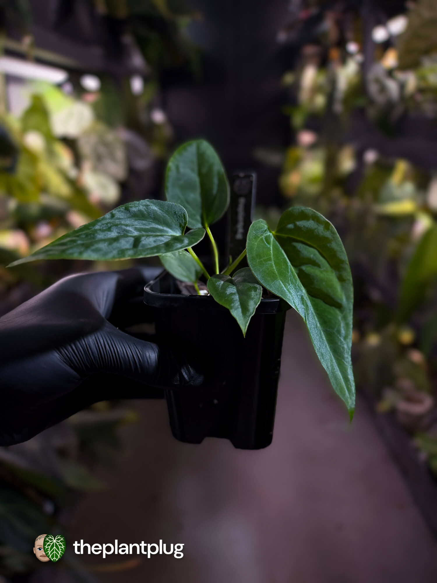 Anthurium ((pap x dress) x panamense) x (pap x dress) F1 (ex JS)