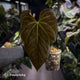 Anthurium papillilaminum x regale
