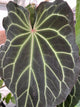 Anthurium Frilly Purple Mag x • select