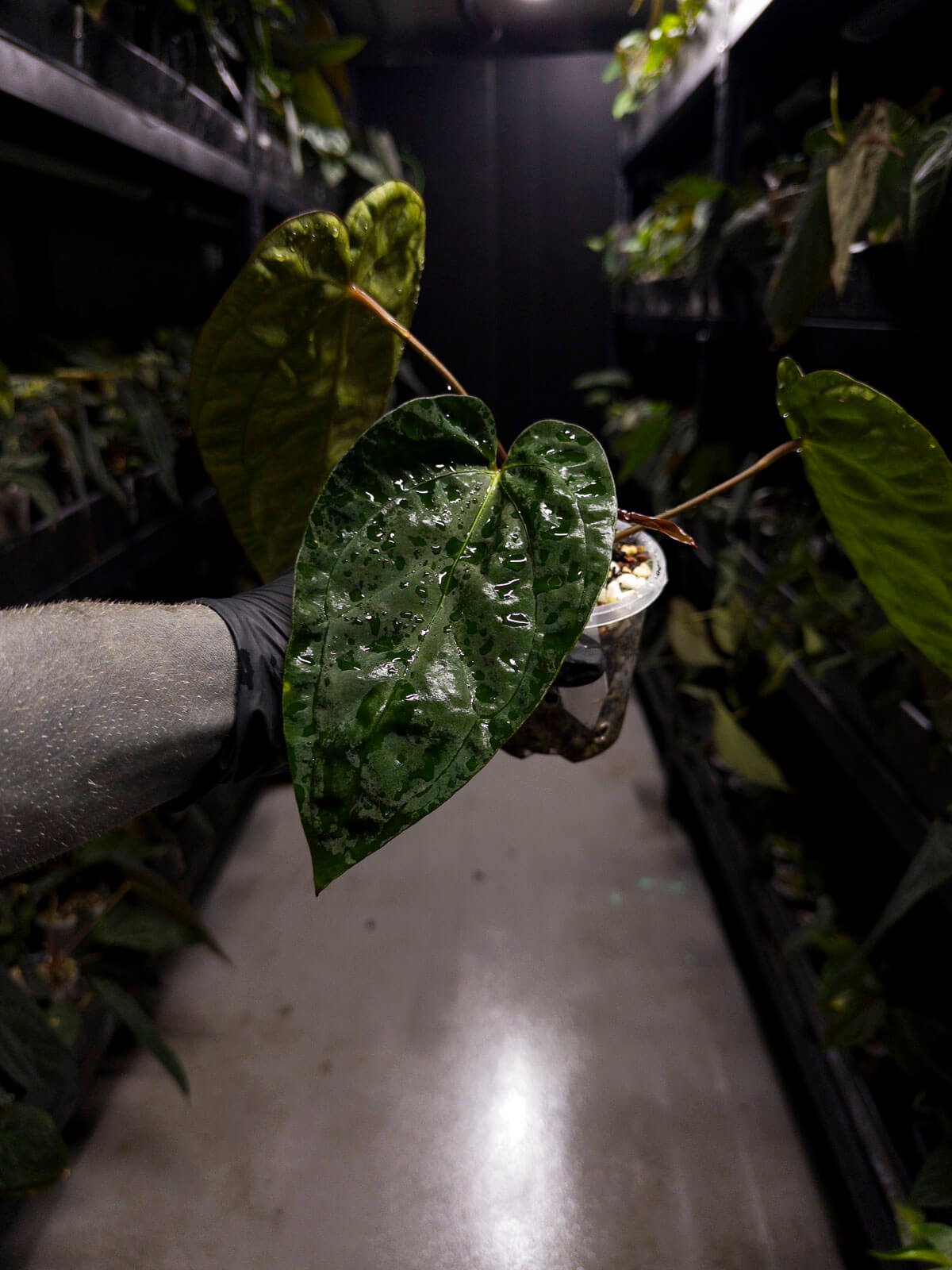 Anthurium #Beelzebub '3' • select holdback clone