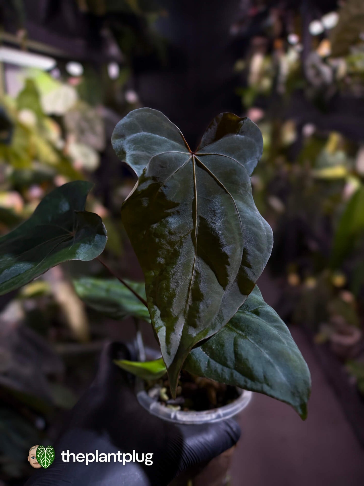 Anthurium #Bunyip • ('Blackx' (ex.EE) x 'Hoffx') x #MidnightVelvet 🌠