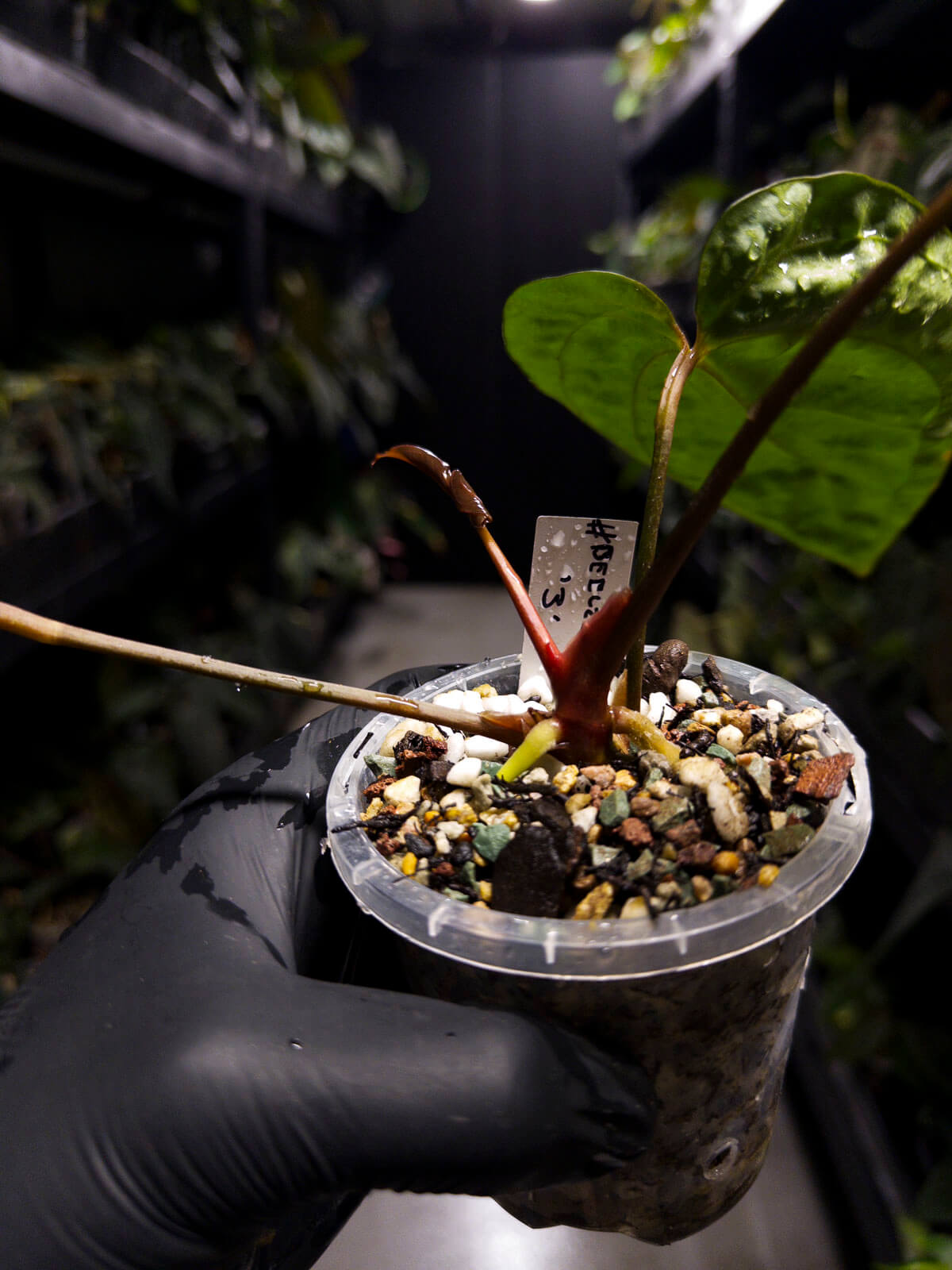Anthurium #Beelzebub '3' • select holdback clone
