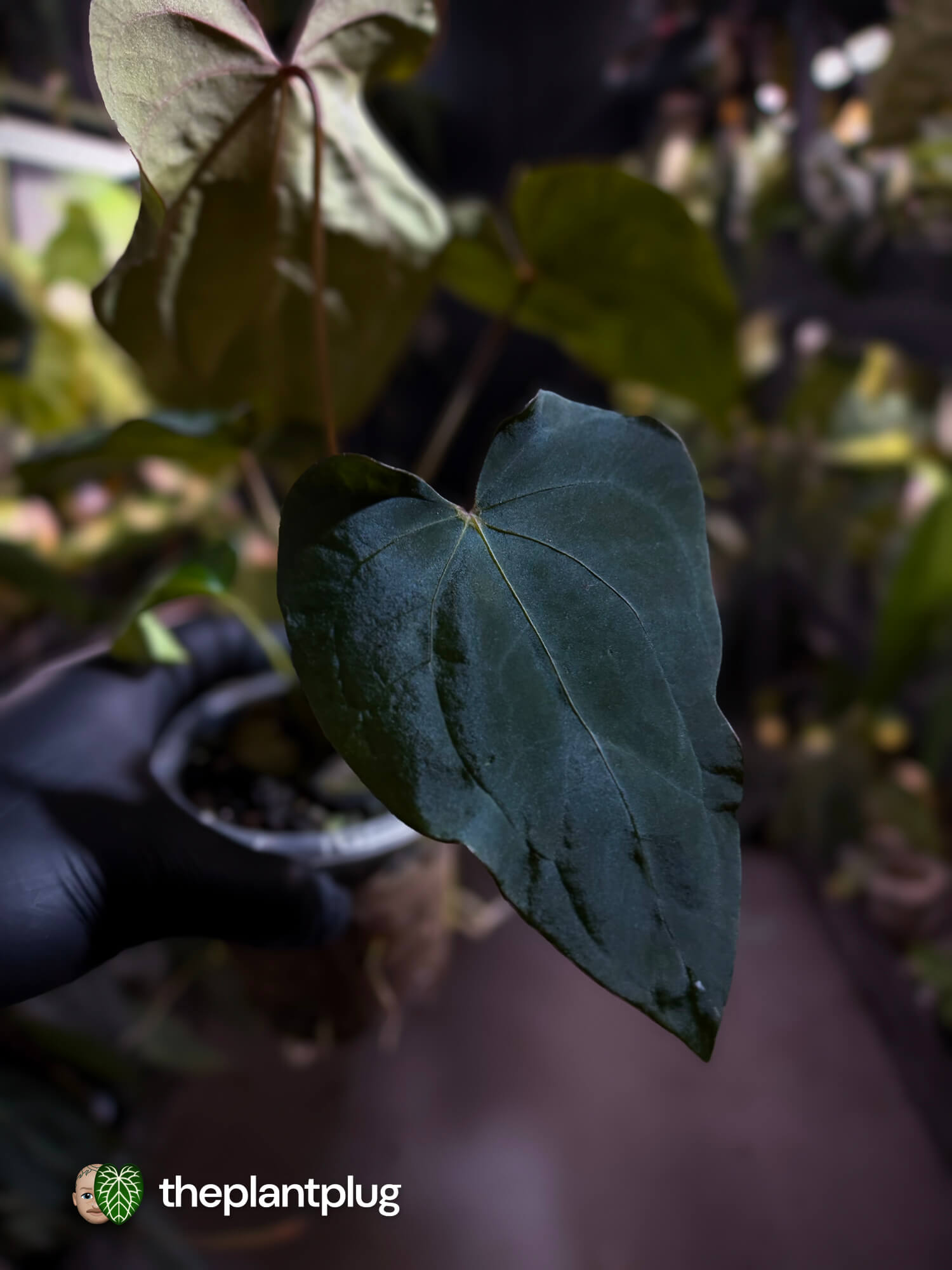Anthurium #Bunyip • ('Blackx' (ex.EE) x 'Hoffx') x #MidnightVelvet 🌠