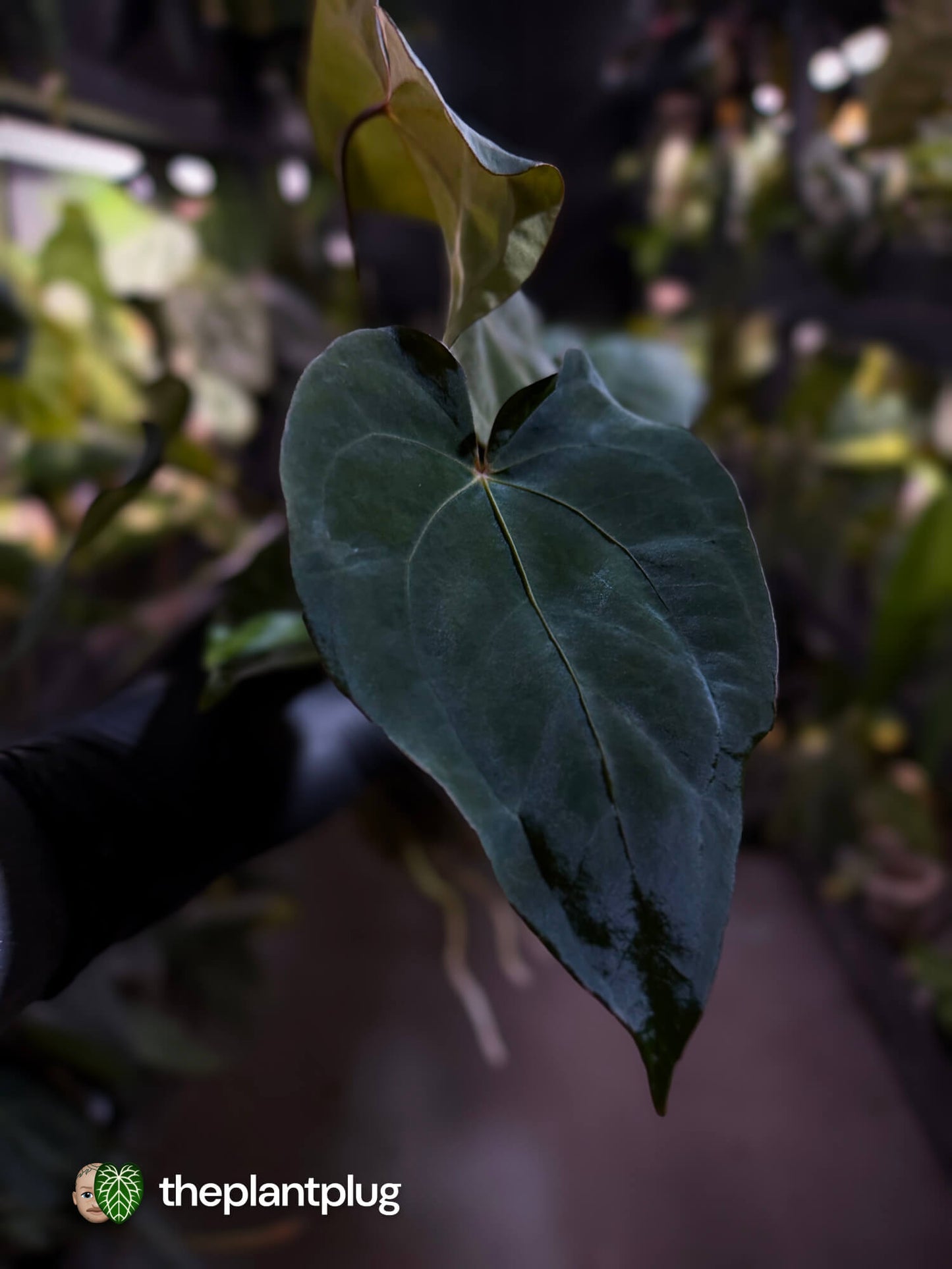 Anthurium #Bunyip • ('Blackx' (ex.EE) x 'Hoffx') x #MidnightVelvet 🌠