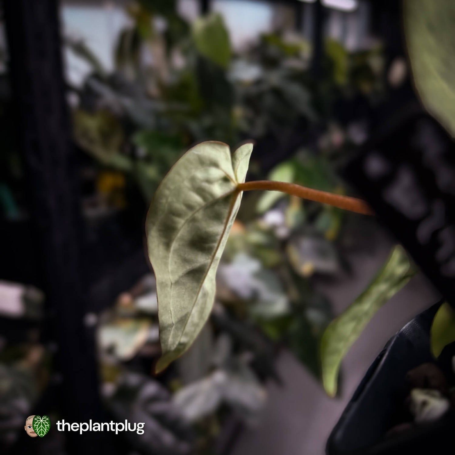 Anthurium 'Michelle' x 'Black Widow' 🌟