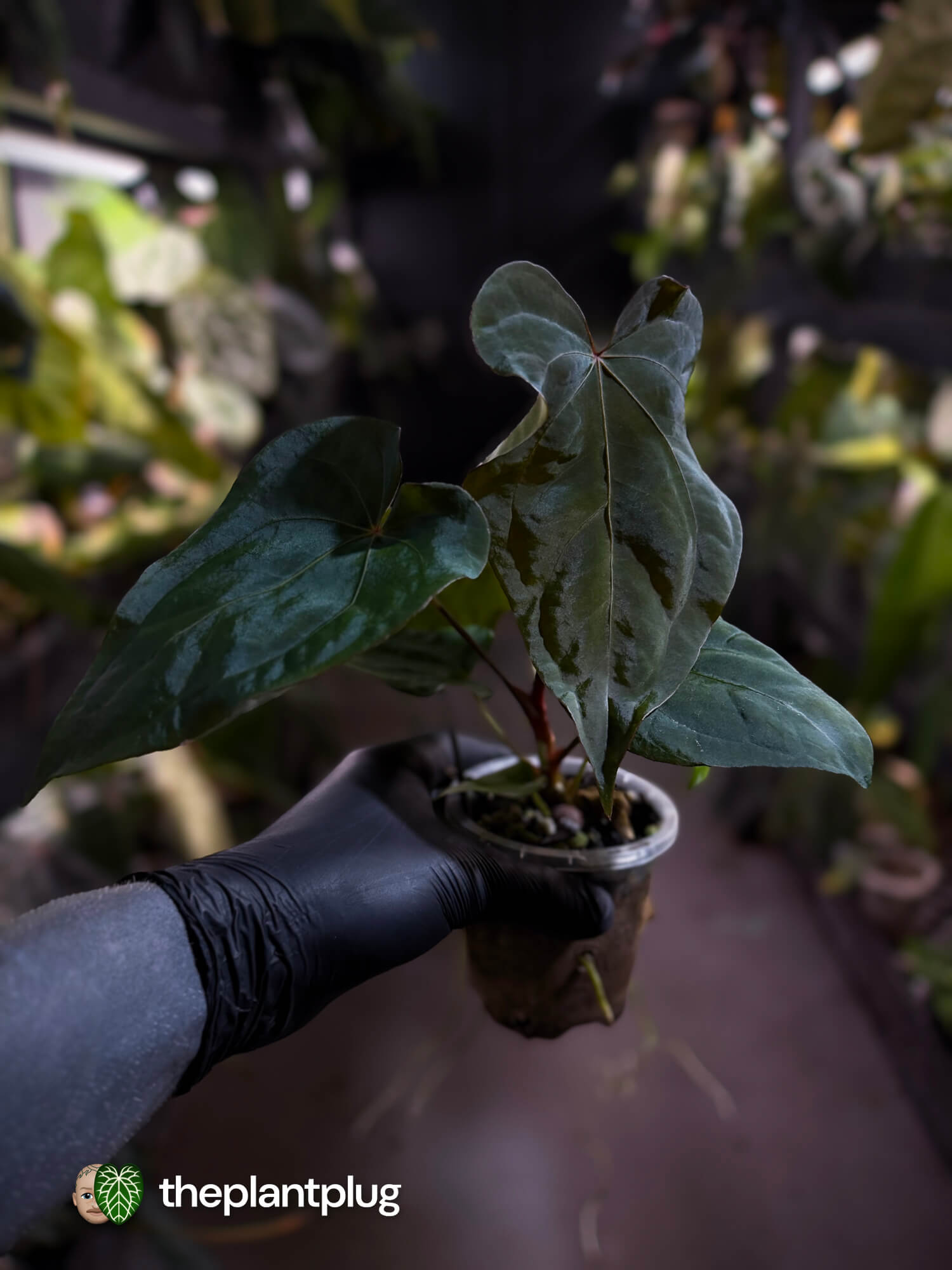 Anthurium #Bunyip • ('Blackx' (ex.EE) x 'Hoffx') x #MidnightVelvet 🌠
