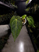 Anthurium (pap x dress ex. JS s1) x (regale x 'Silver Chrome')