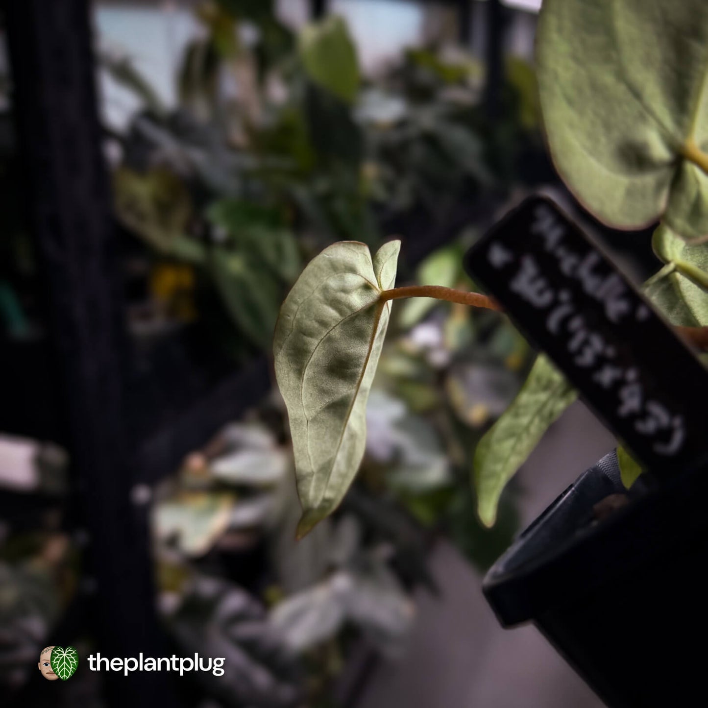 Anthurium 'Michelle' x 'Black Widow' 🌟