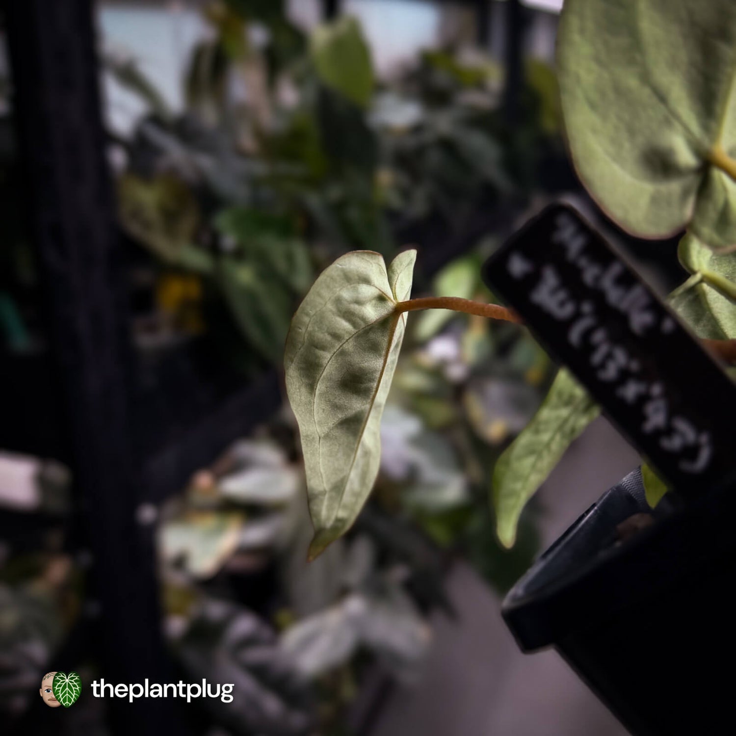 Anthurium 'Michelle' x 'Black Widow' 🌟