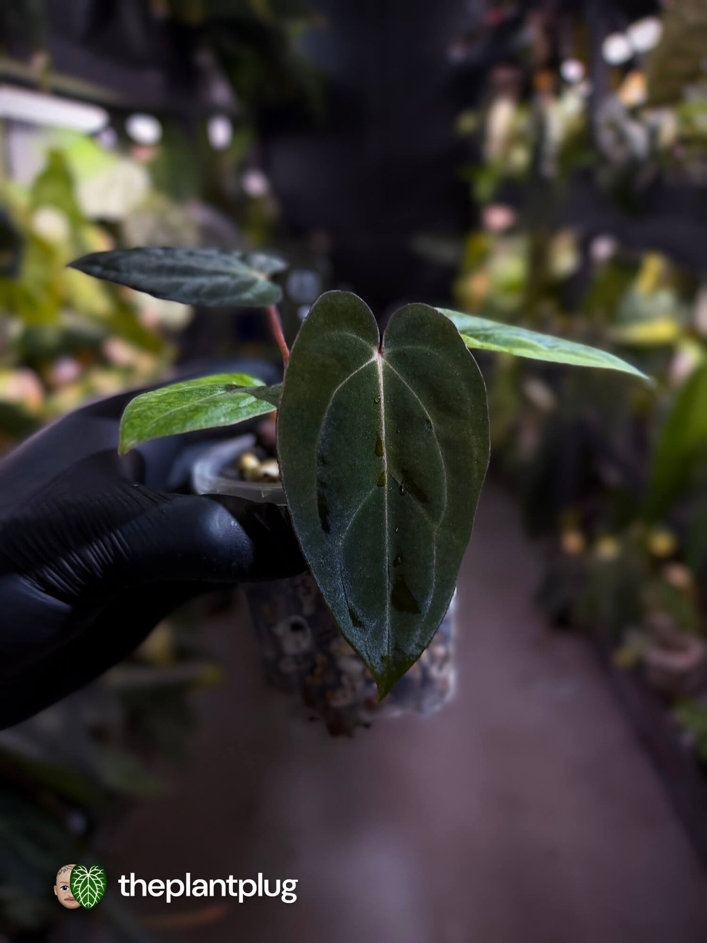 Anthurium carlablackiae x #MidnightVelvet 🌟
