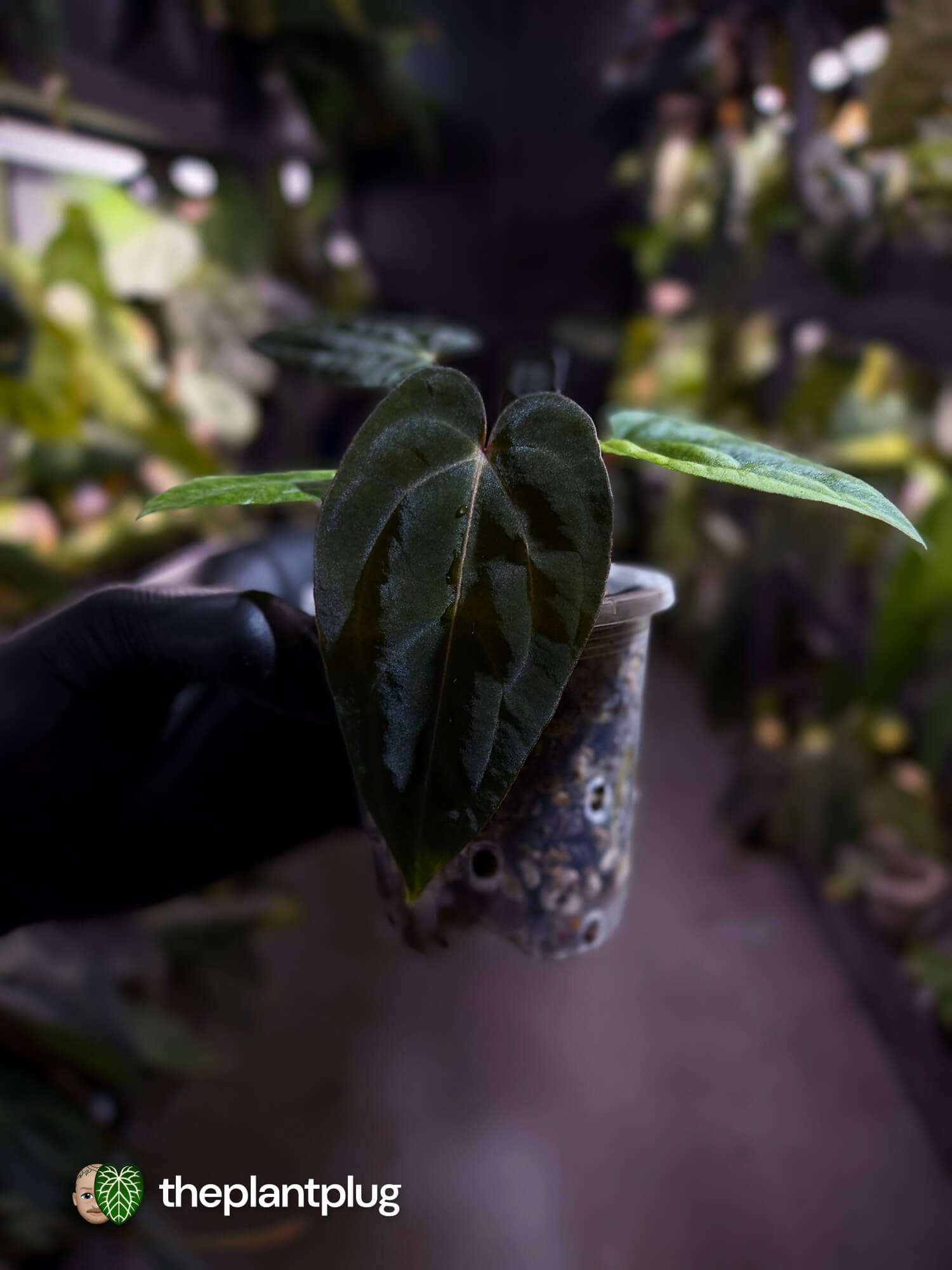 Anthurium carlablackiae x #MidnightVelvet 🌟