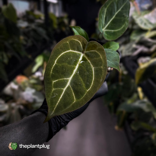 Anthurium 'Michelle' x 'Black Widow' 🌟