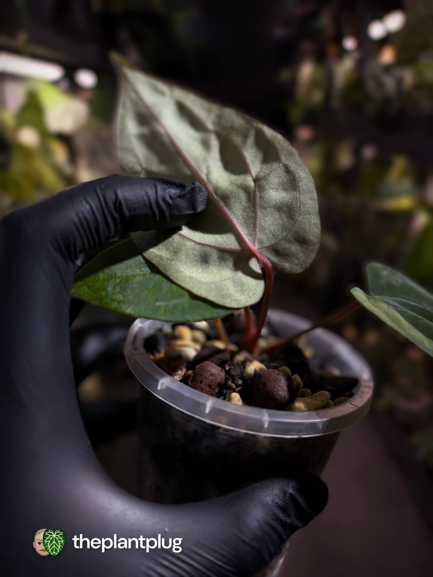 Anthurium carlablackiae x #MidnightVelvet 🌟
