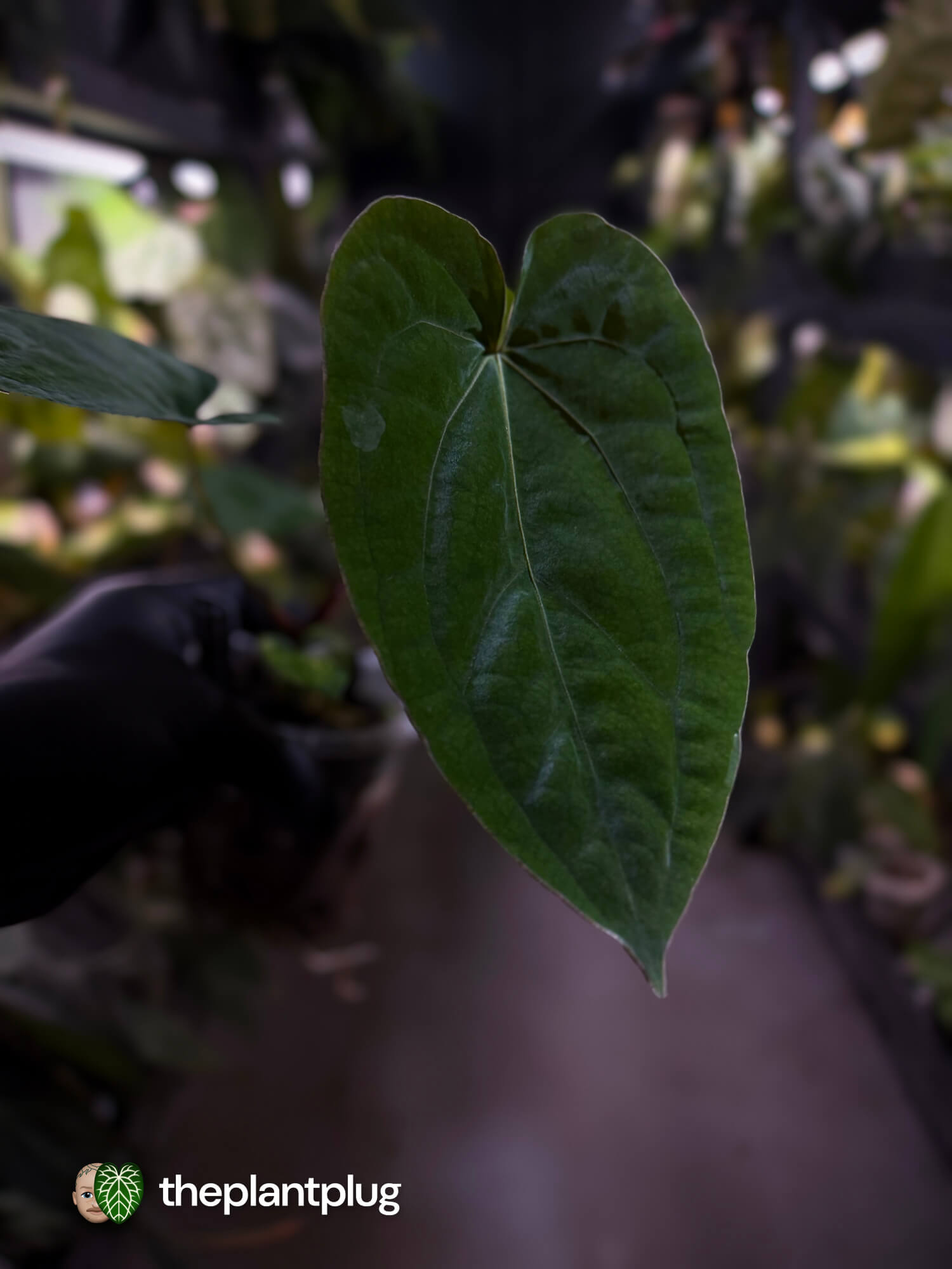 Anthurium ('Speshal' x dressleri 'LAS') #Hades • First release 💎