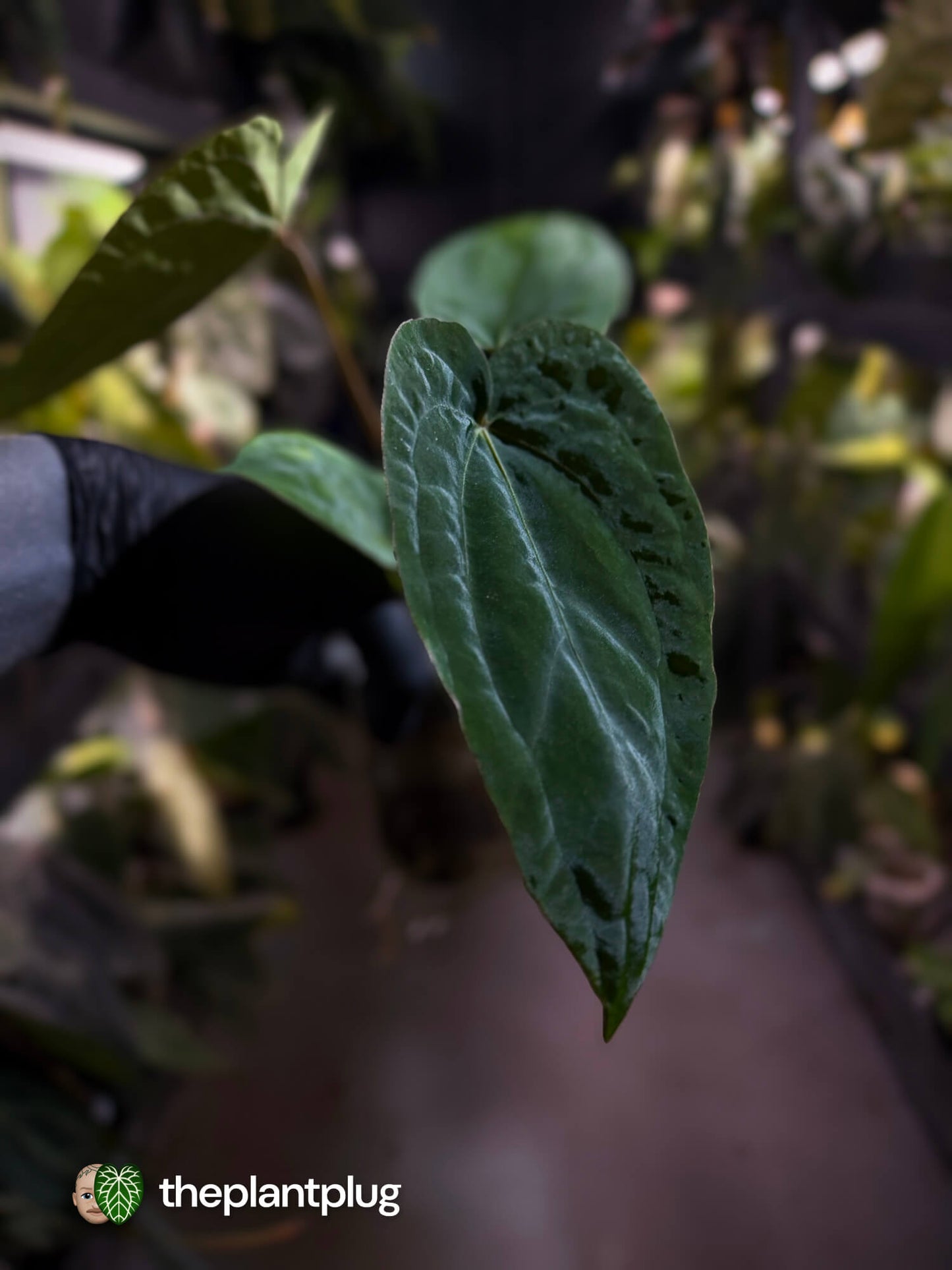 Anthurium ('Speshal' x dressleri 'LAS') #Hades • First release 💎