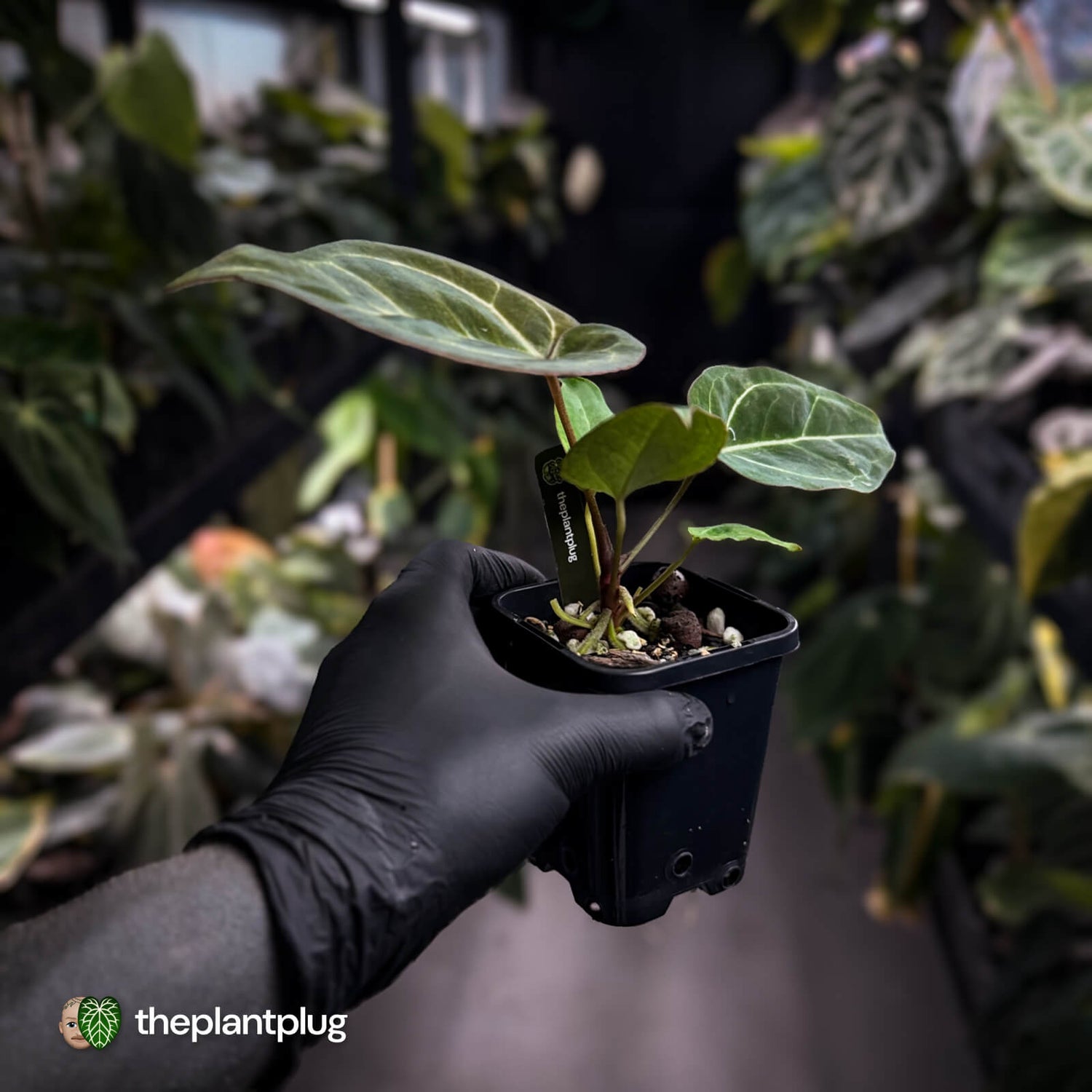 Anthurium 'Michelle' x 'Black Widow' 🌟