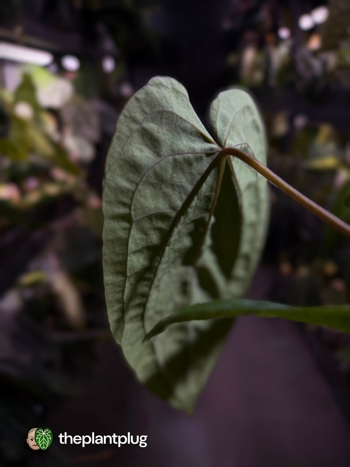 Anthurium ('Speshal' x dressleri 'LAS') #Hades • First release 💎