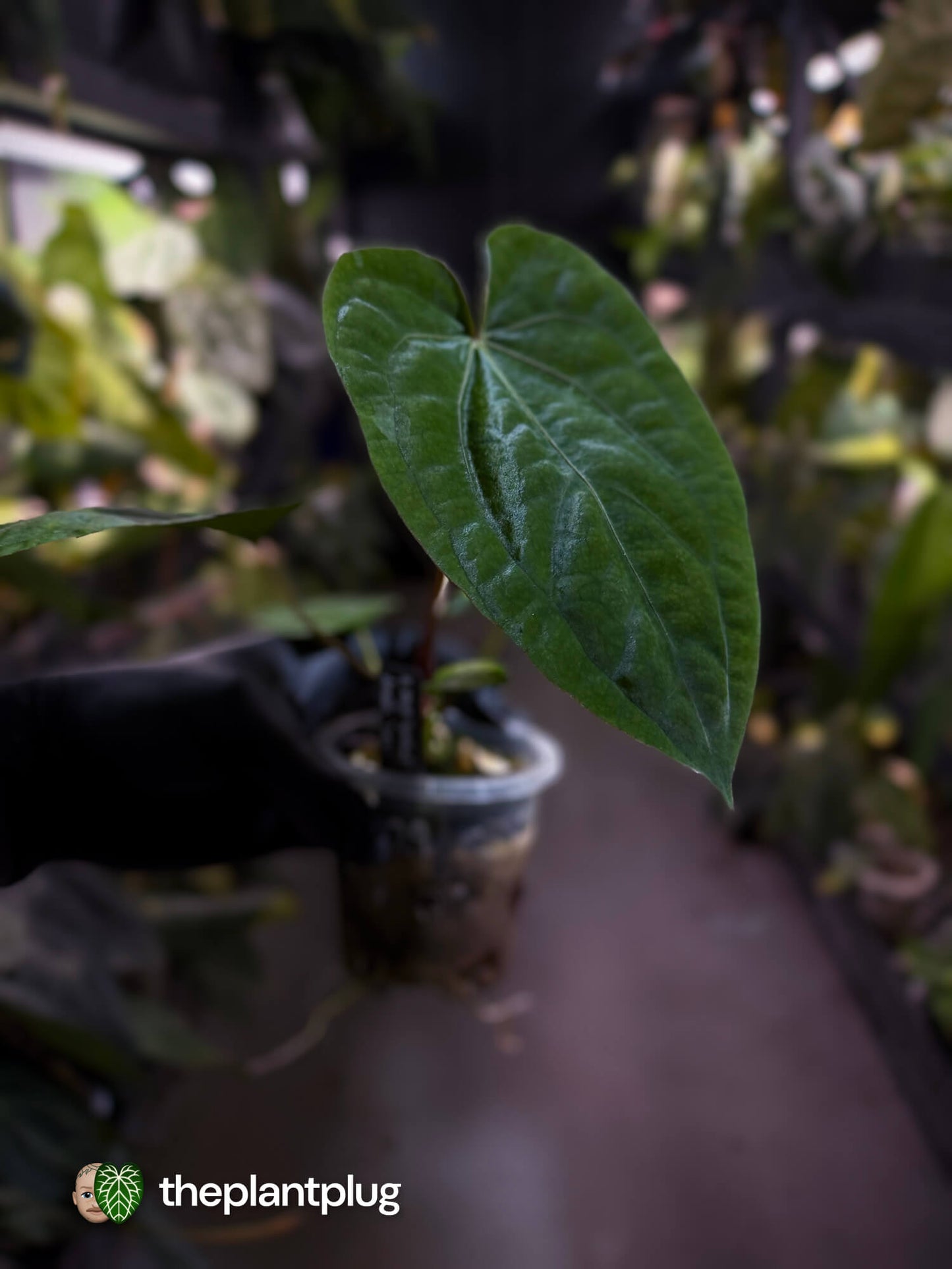 Anthurium ('Speshal' x dressleri 'LAS') #Hades • First release 💎