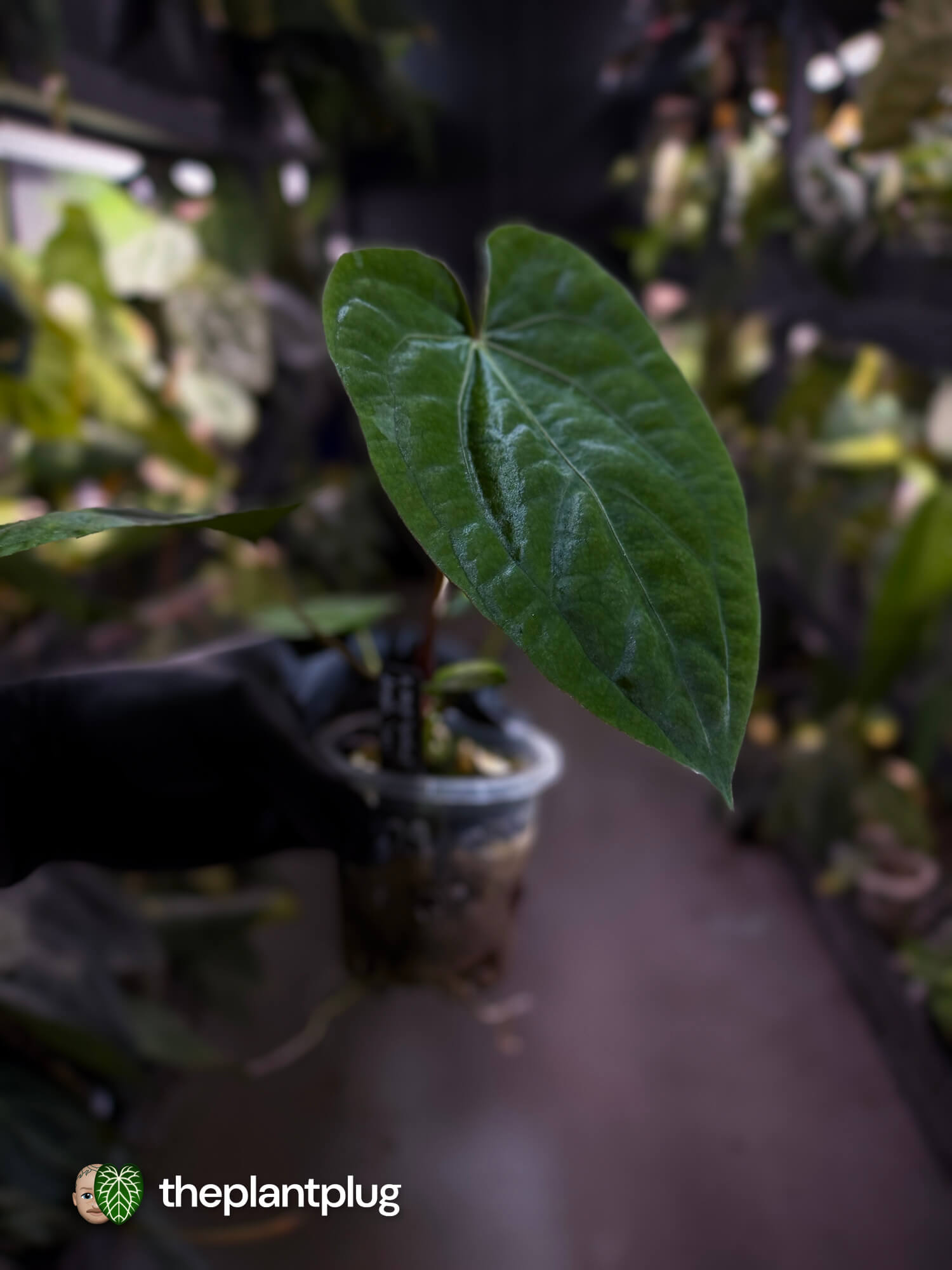 Anthurium ('Speshal' x dressleri 'LAS') #Hades • First release 💎