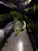 Anthurium crystallinum 'Cape Oasis' x luxurians