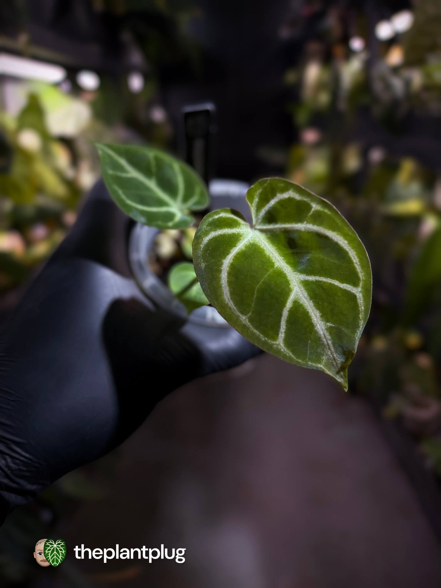 Anthurium 'Dorayaki Silver' x #WaddleNoid • First release 🧨